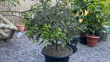 Australian finger lime update 🌱