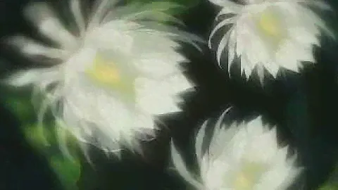 Флер - Для того, кто умел верить