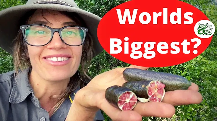 Worlds Biggest Finger Limes?