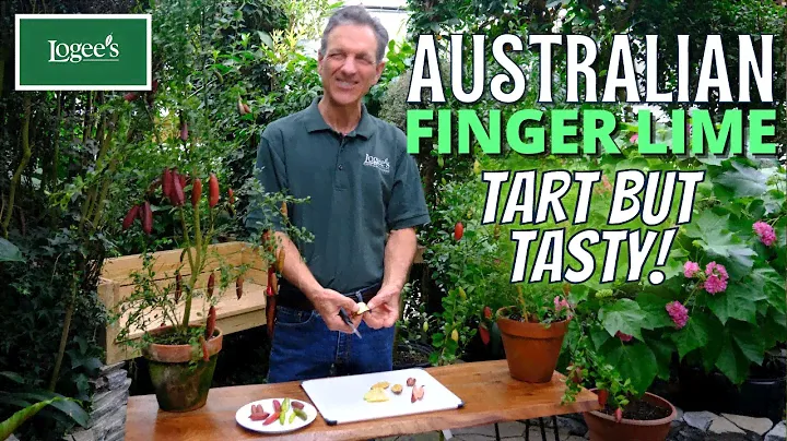 Australian Finger Lime... Tart but tasty!